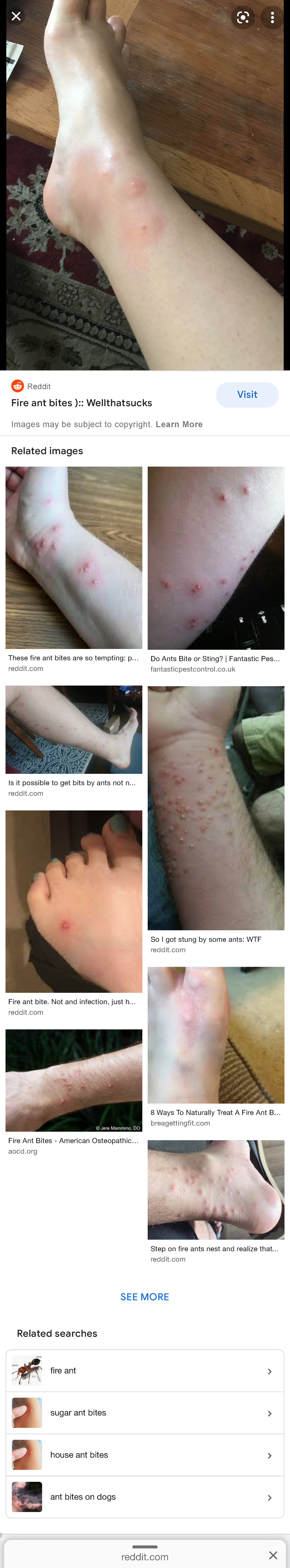 fire ants bites on dogs