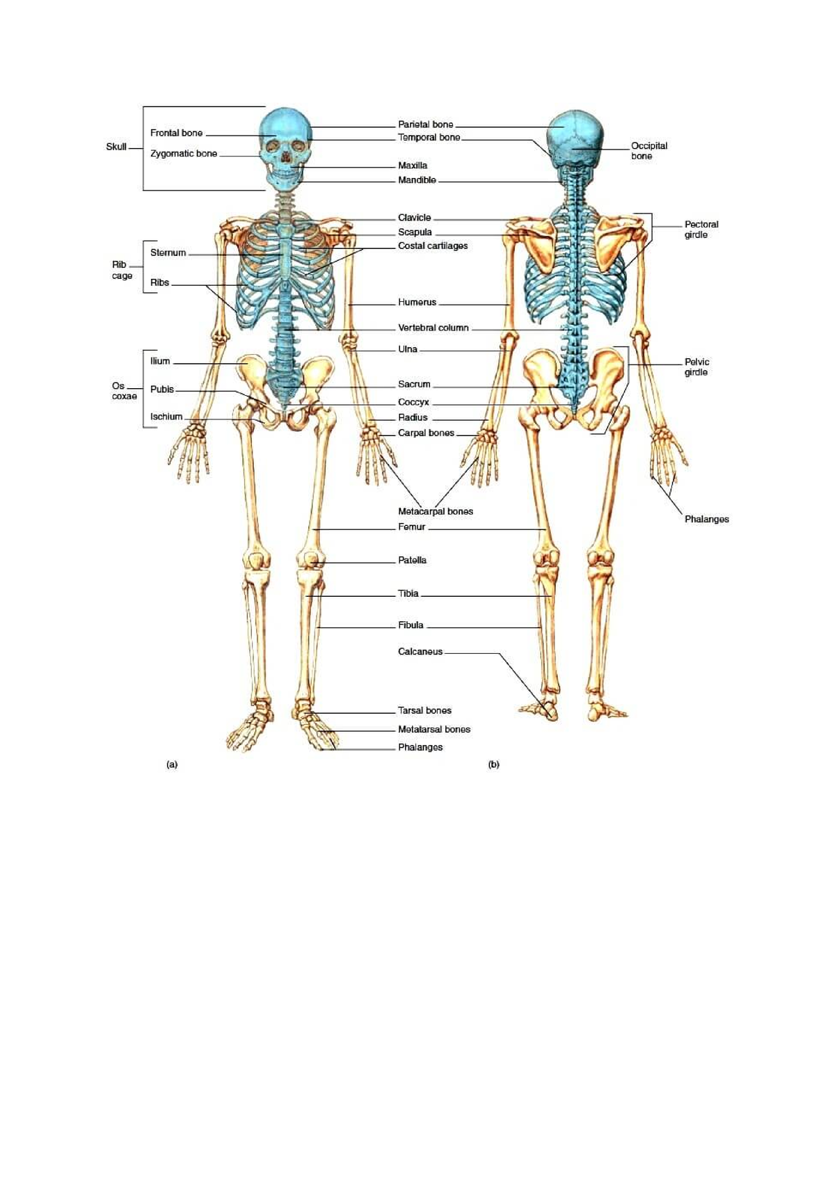 M6 work and homework - The skeletal system consists of bones, cartilage ...