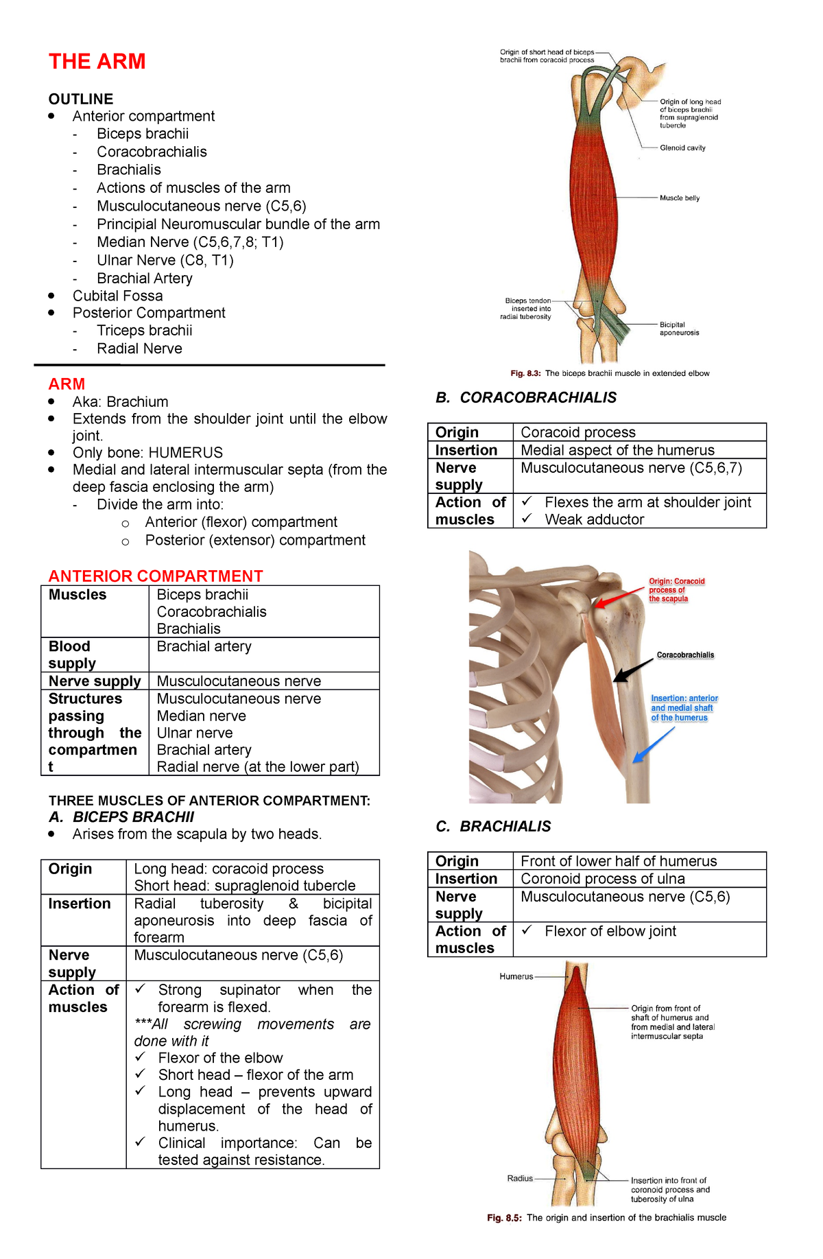 THE ARM - Part of Upper Limb (Anterior Compartment Notes) - THE ARM ...