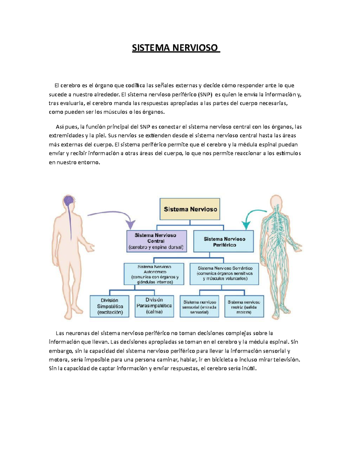 AnatomÍa TEMA 4 B - Sistema Nervioso Periférico - SISTEMA NERVIOSO El ...