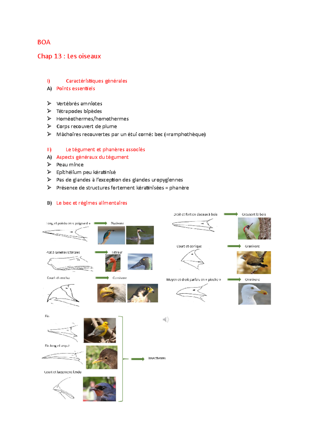 Chap 13 Les oiseaux - Licence Sciences de la Vie et de la Terre ...