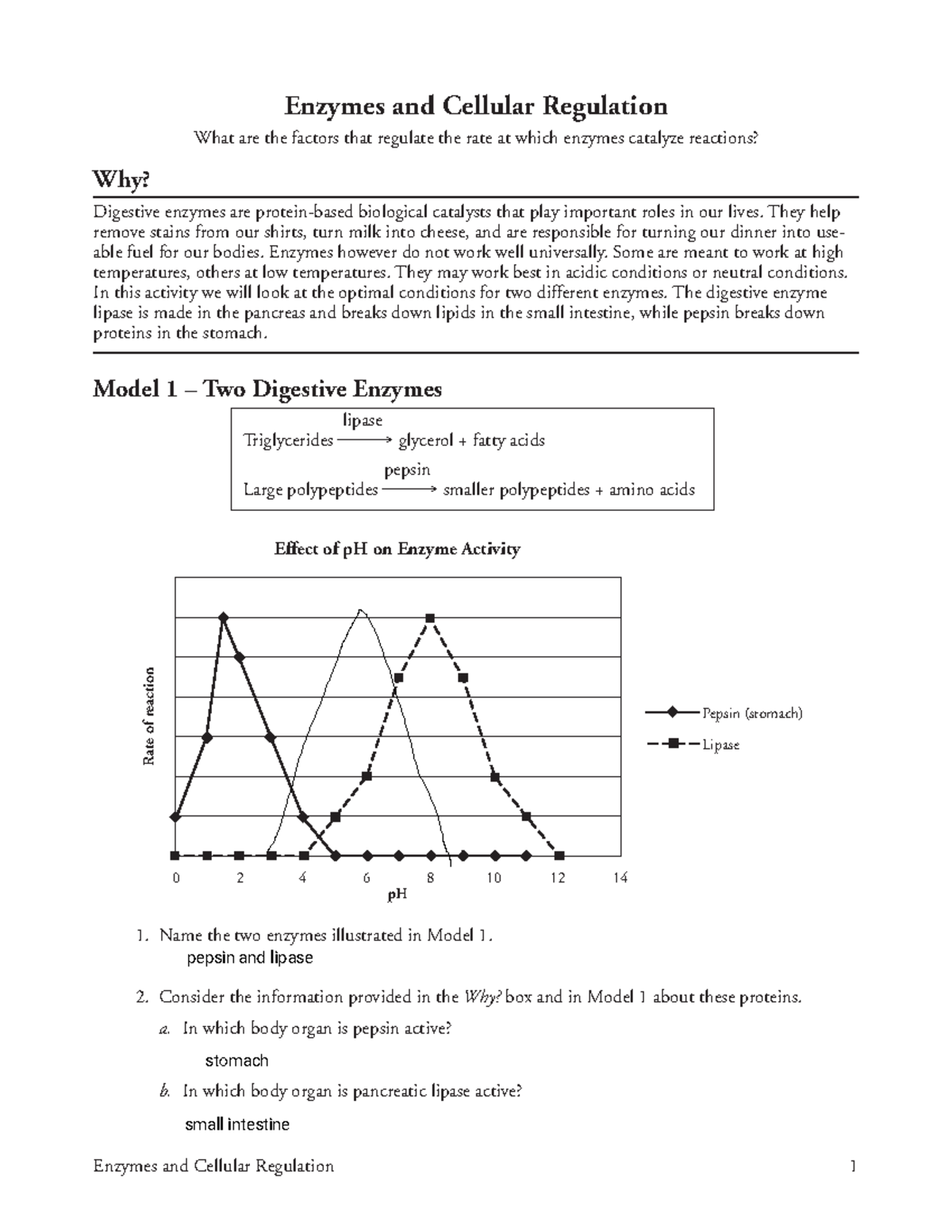Kami Export - Ariah Herman - 6 Enzymes and Cellular Regulation-S ...