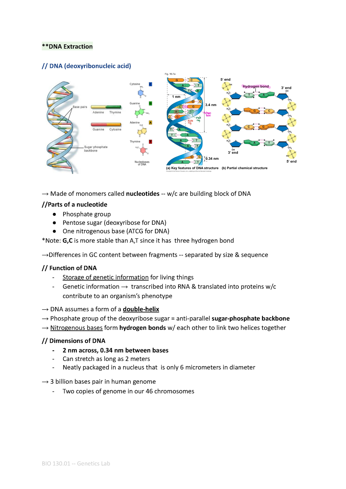 DNA Extraction Genetics Lab - **DNA Extraction // DNA (deoxyribonucleic ...