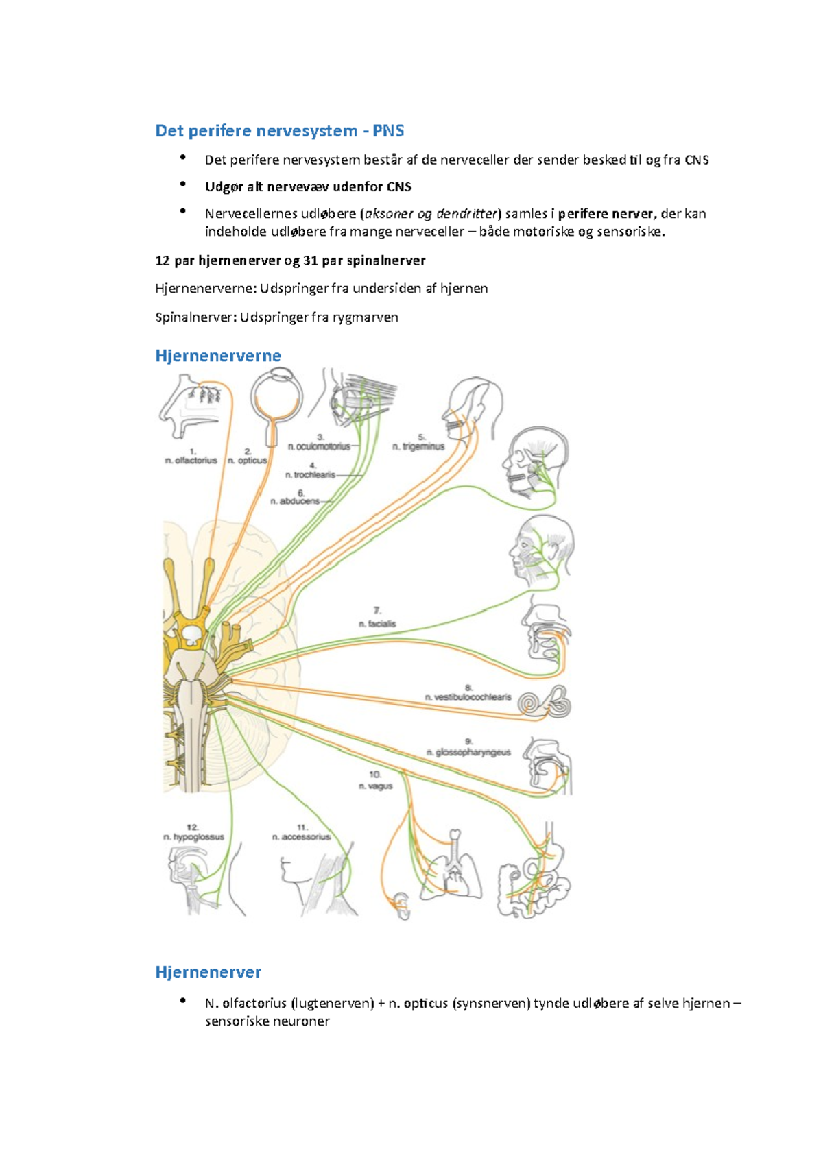 Nervesystemet 4 - Det Perifere Nervesystem - PNS Det Perifere ...