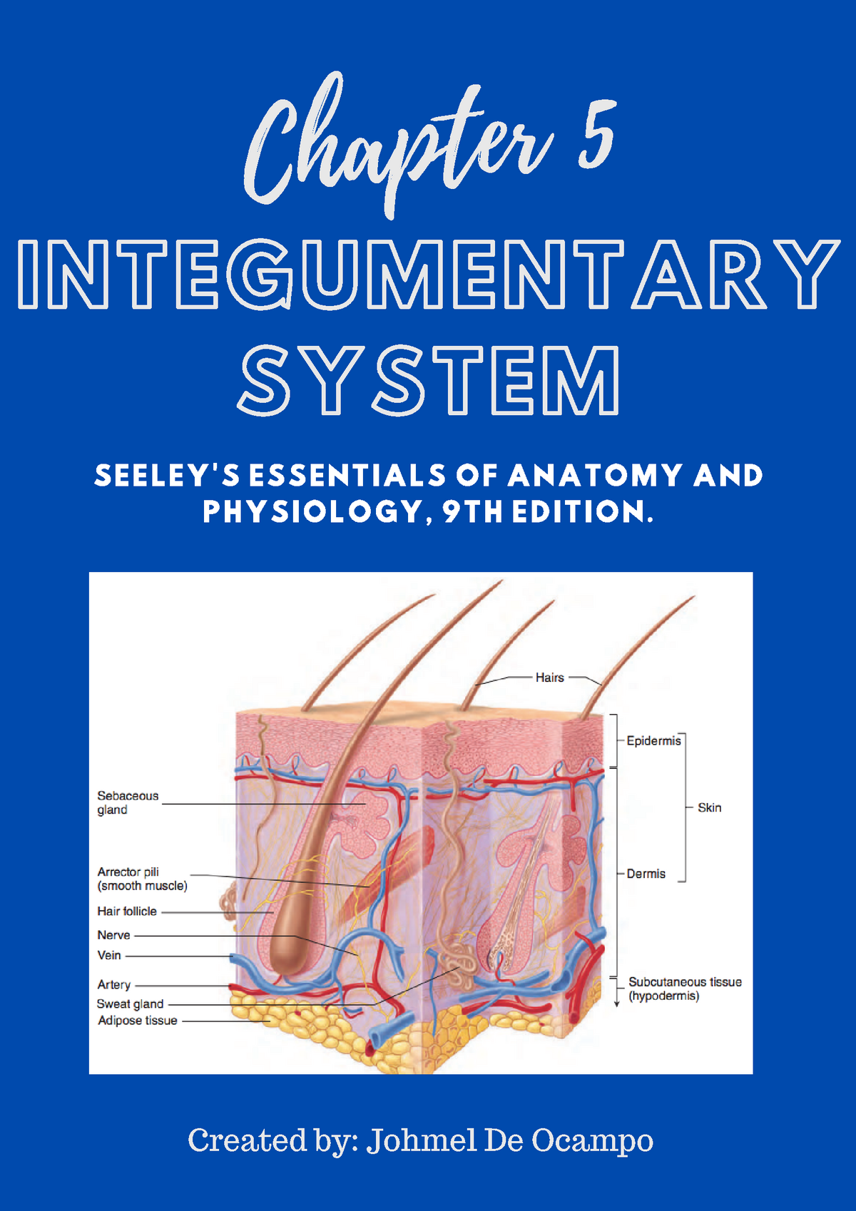 Copy Of Anatomy Physiology (Chapter 5 Integumentary System ...