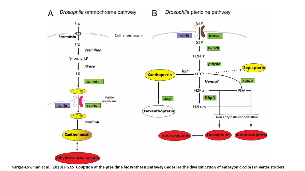 Fly eye pathway - lecture - Vargas-Lowman et al. (2019) PNAS Cooption ...