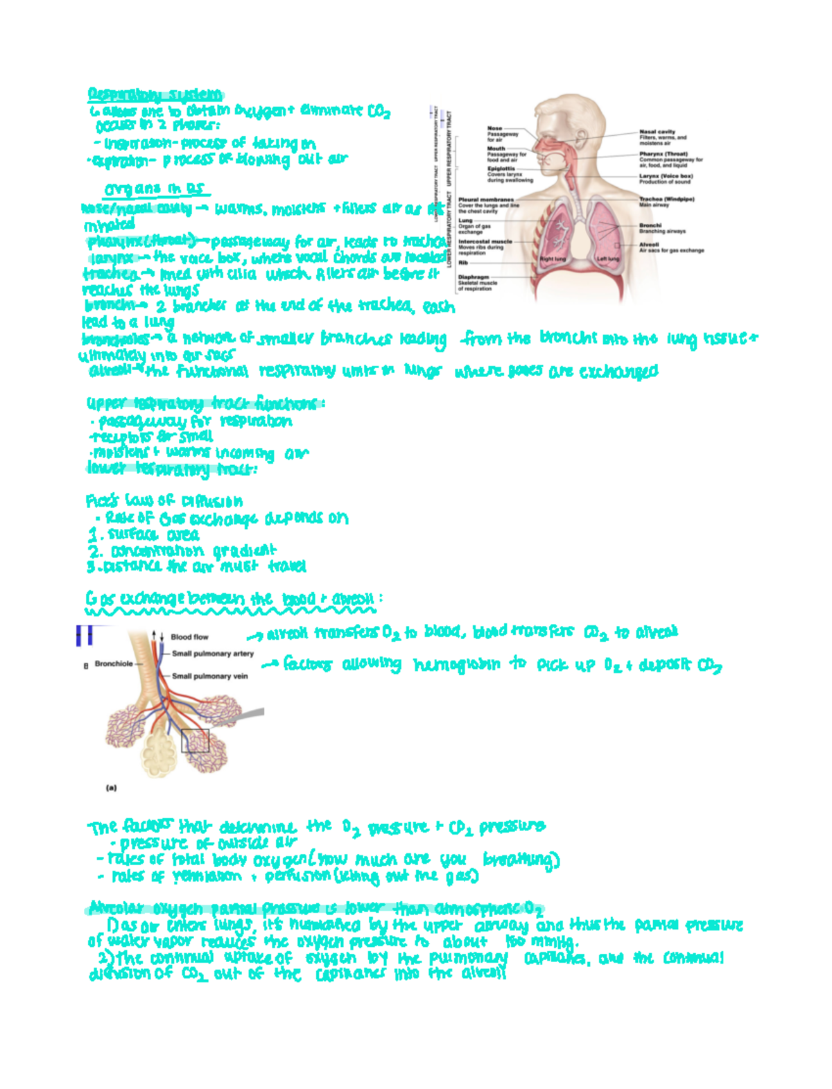 Respiratory System Notes - Respiratorysystem ...