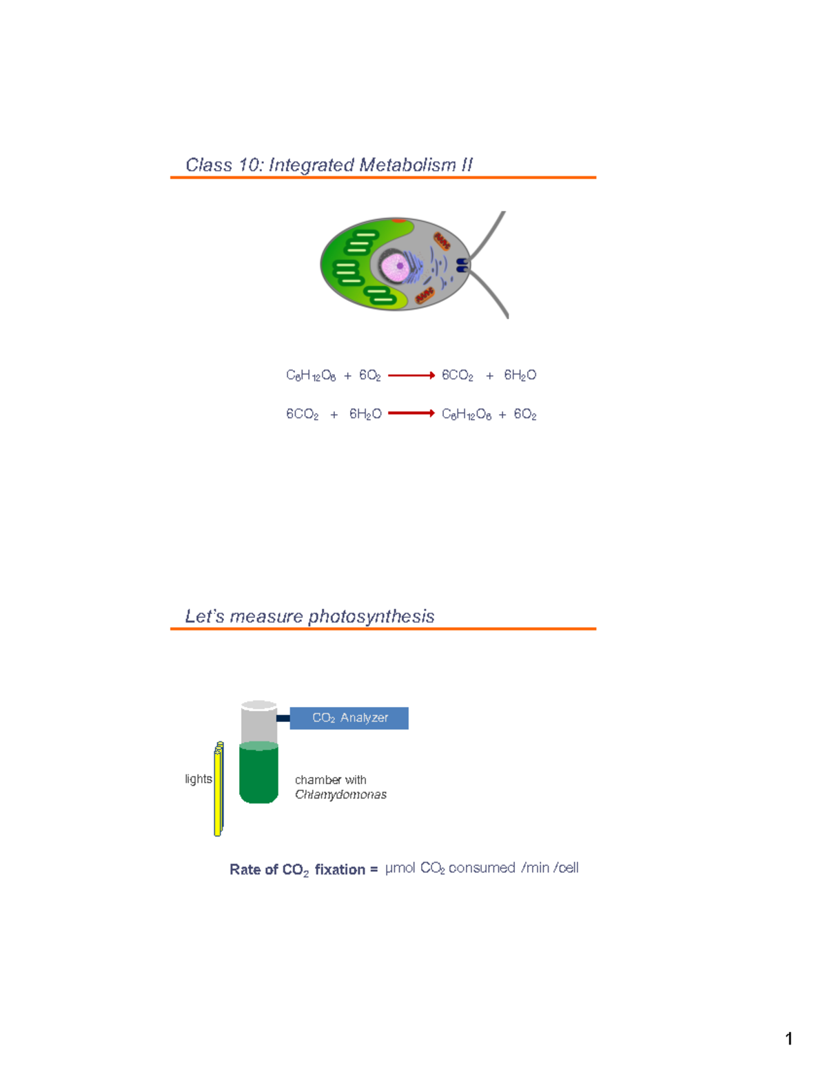 Class+10 notes-2 - Class Notes - Class 10: Integrated Metabolism II C 6 ...