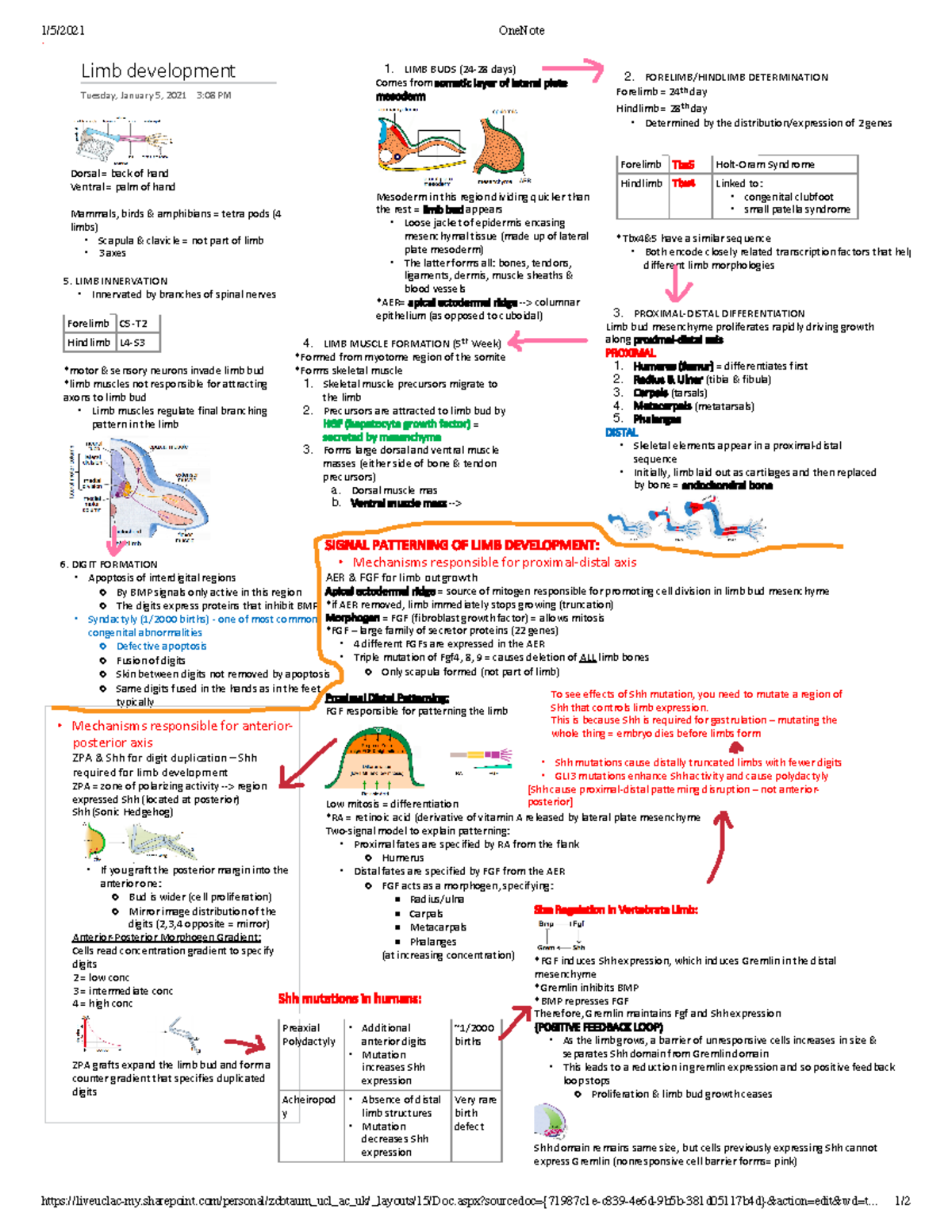 Limb development - condensed lecture notes - 1/5/2021 OneNote - Studocu