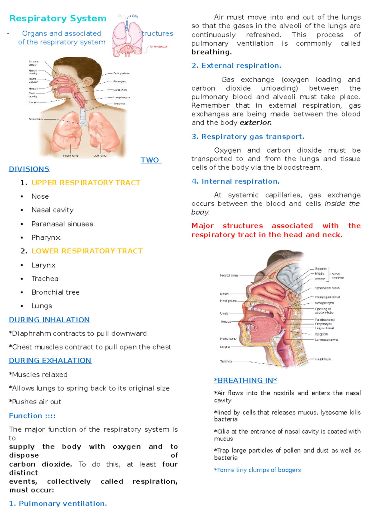 Respiratory System - Respiratory System Organs And Associated 