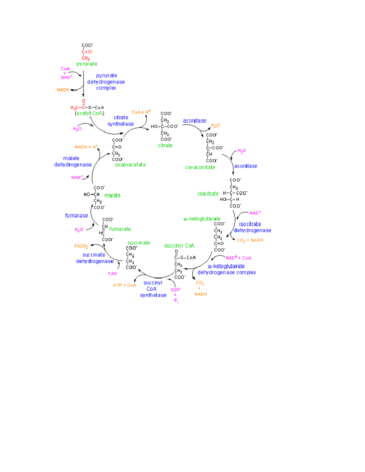 Citric acid cycle pathway - CHEM2261 - Studocu