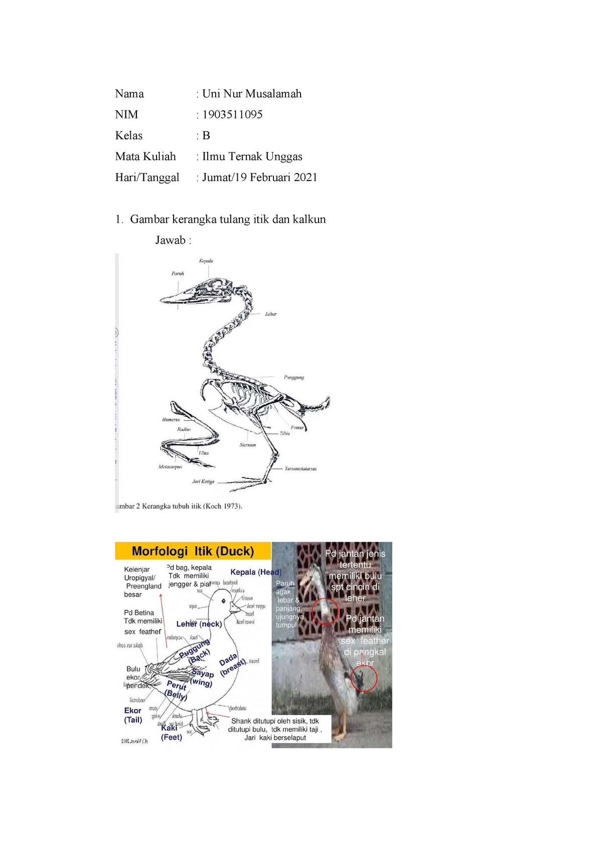 Uni Nur Musalamah 1903511095 Kelas B Tugas ITU 2 - Ilmu Ternak Unggas ...