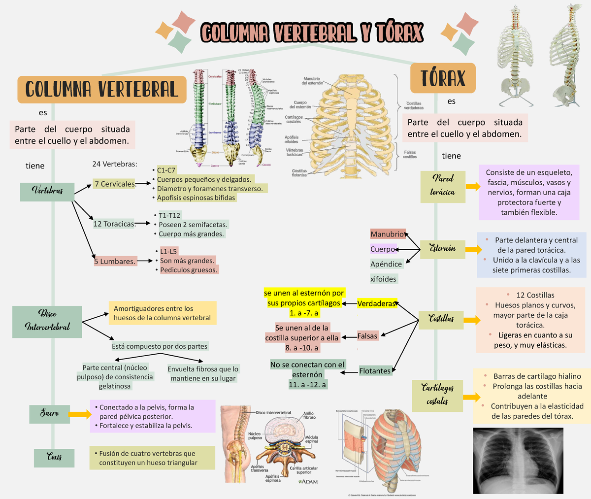 Mapa Conceptual Generalidades De La Columna Vertebral Y T Rax The Hot Sex Picture