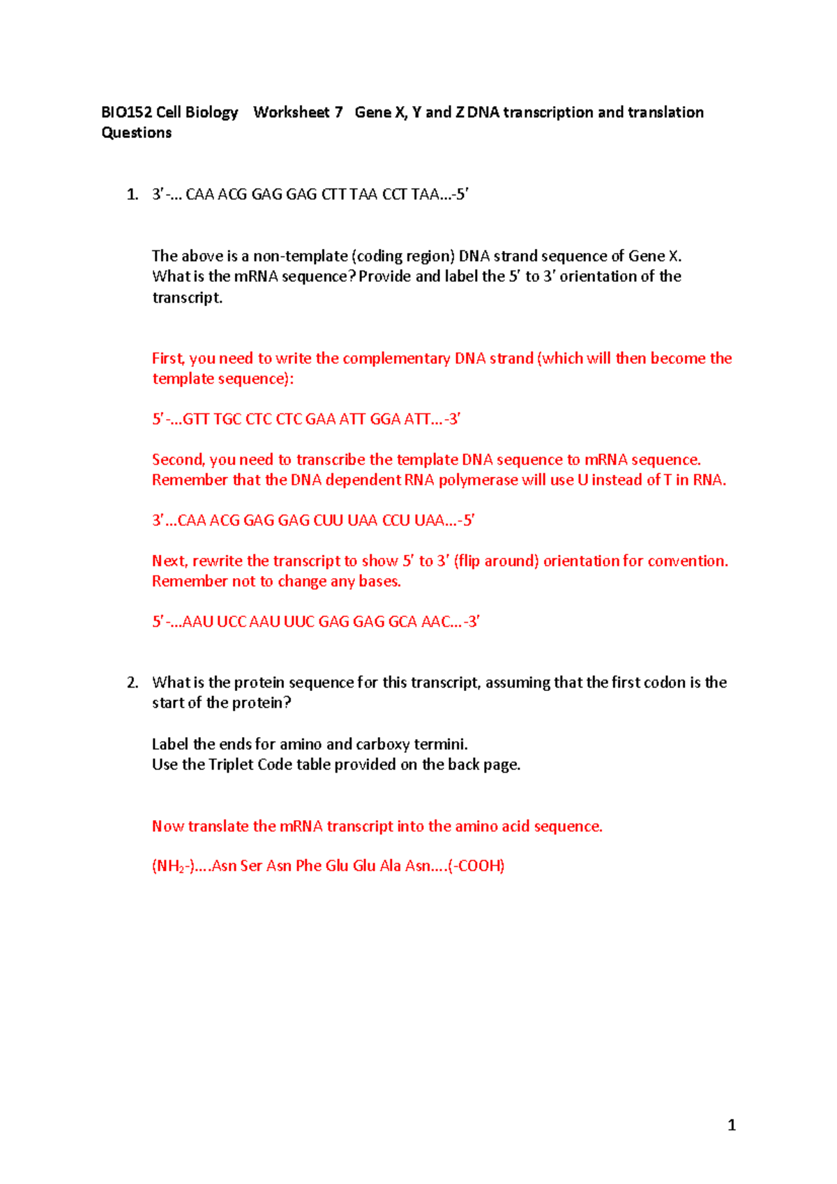 Transcription And Translation Worksheet Answers