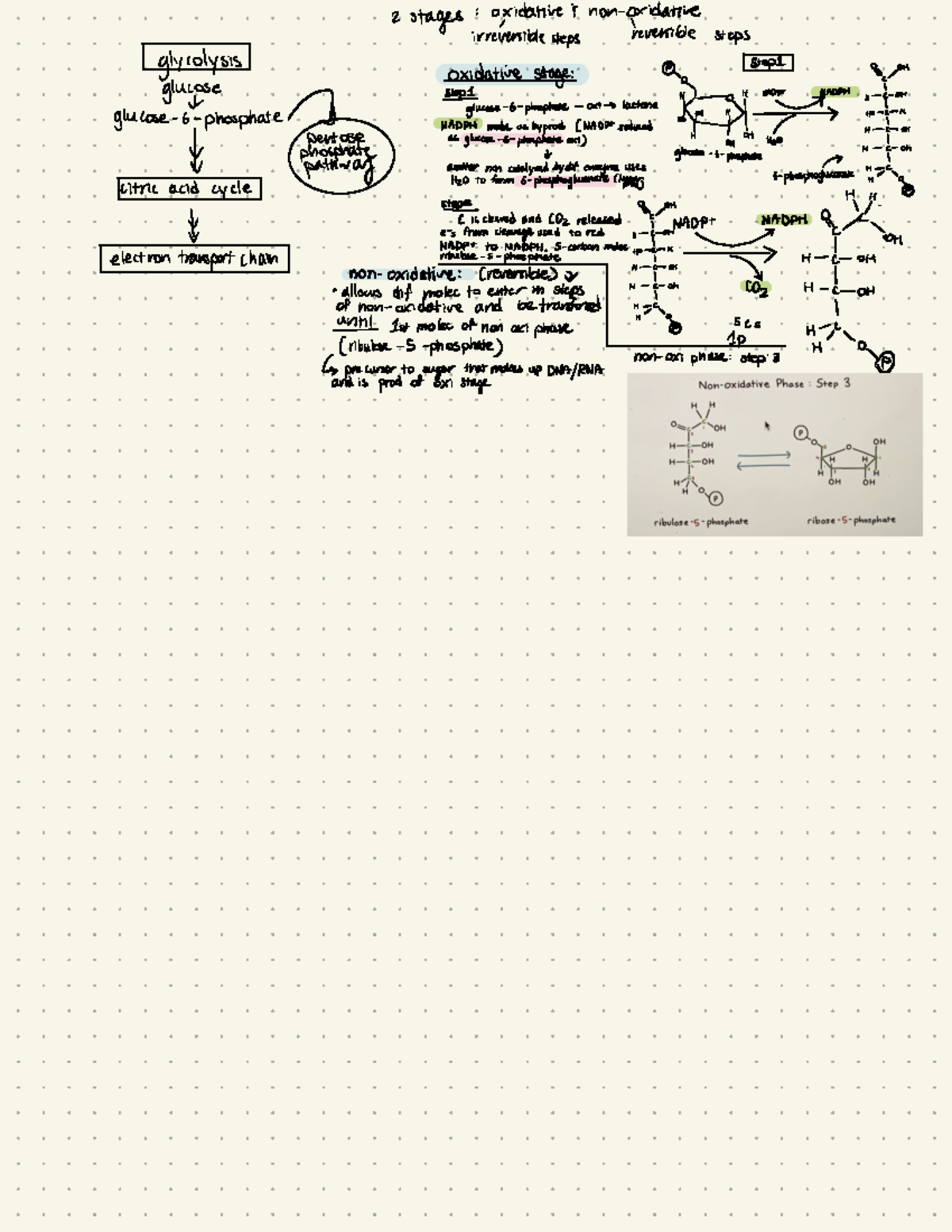 Pentose Phosphate Pathway - I stages: oxidative; non-oxidative ...
