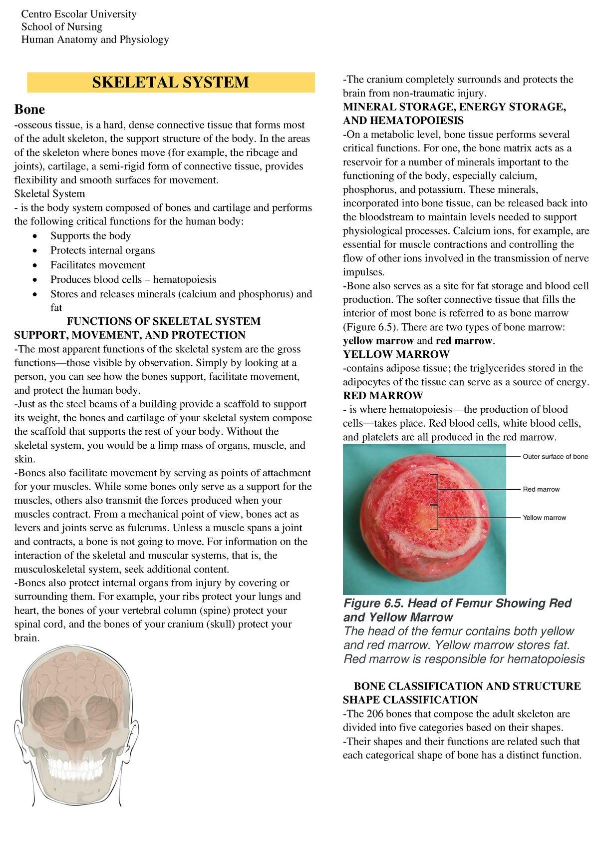 Anaphy Skeletal System (LAB - School Of Nursing Human Anatomy And ...