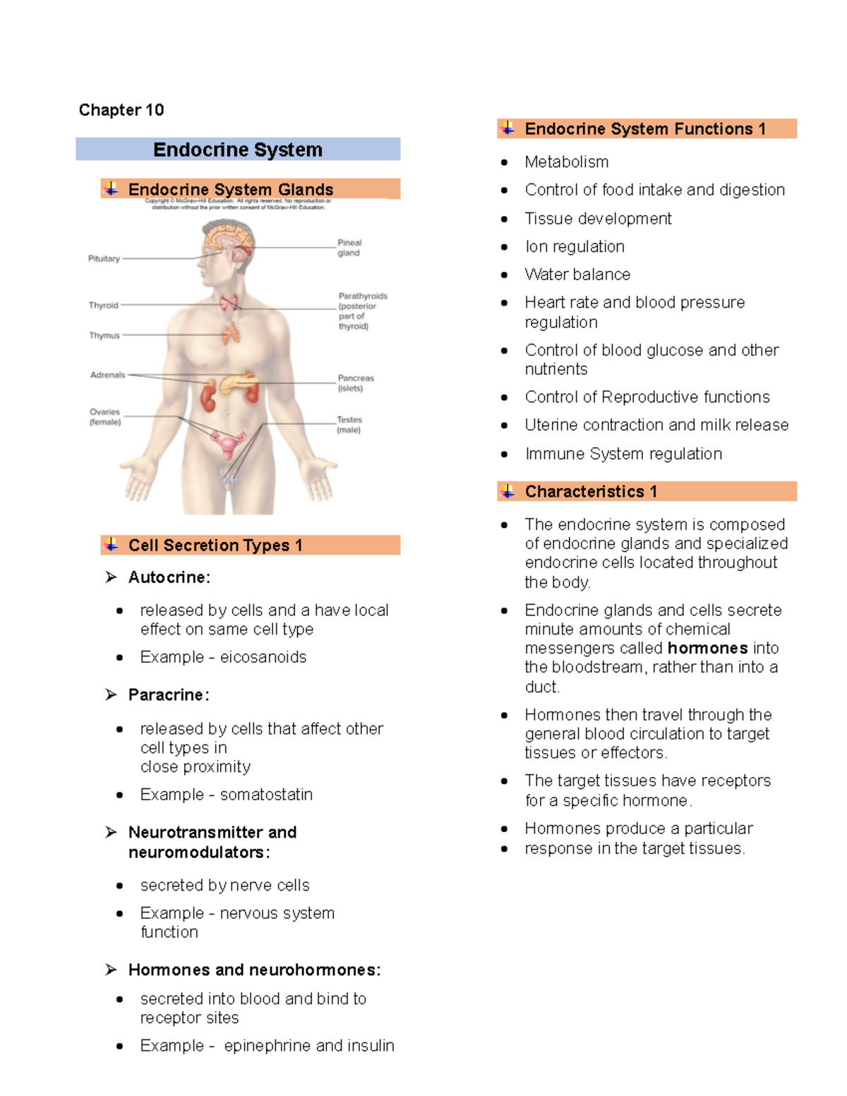 Endocrine System Anatomy And Physiology Chapter 10 Endocrine