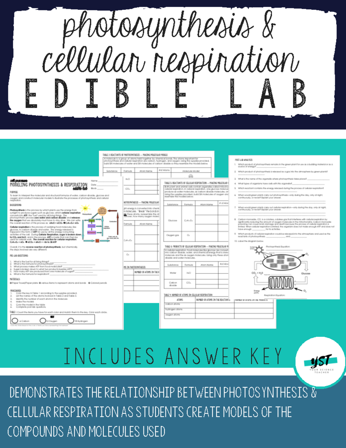 Edible Photosynthesis Cellular Respiration Lab-1 - photosynthesis ...