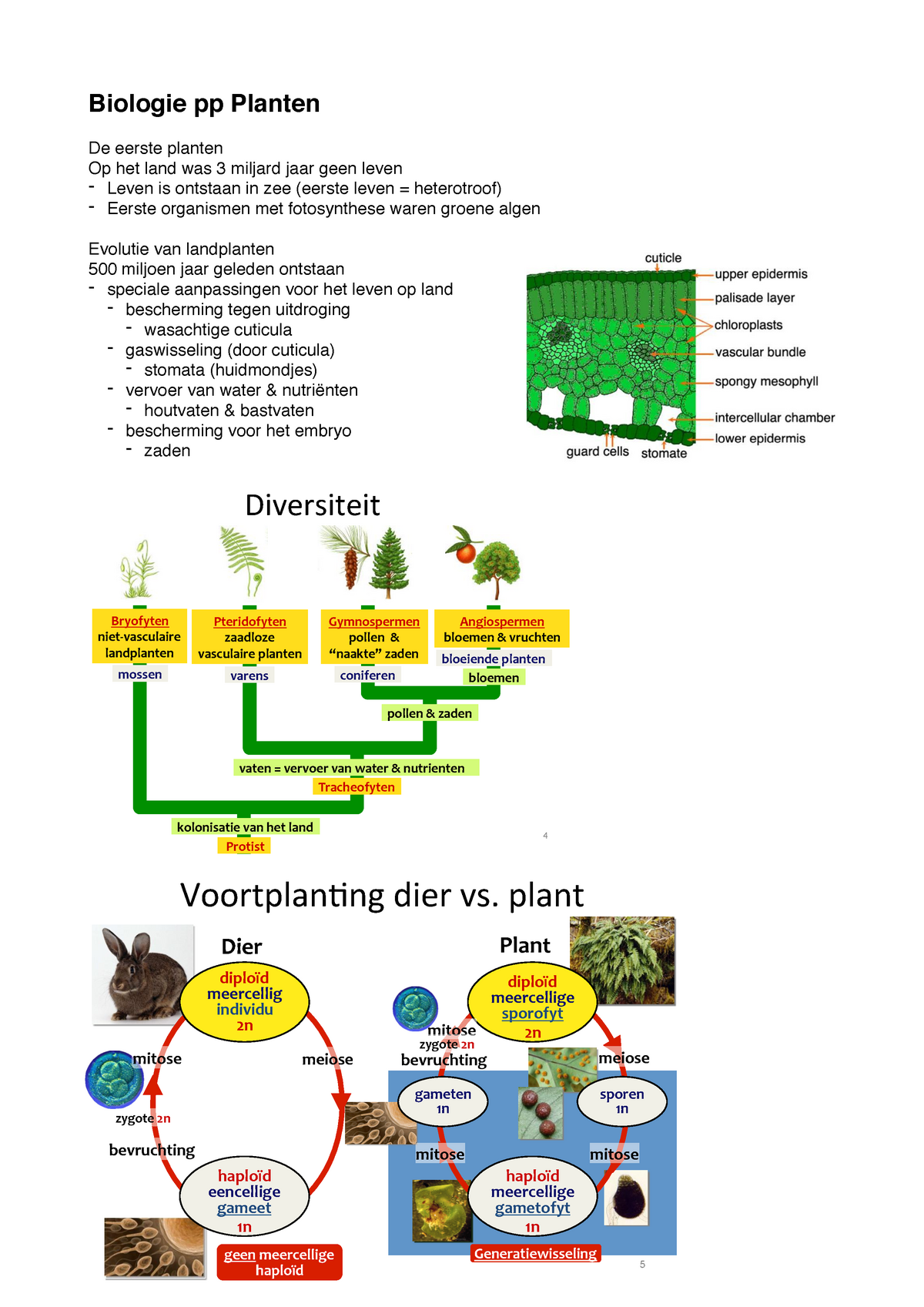 Bio Samenvatting Pp Planten 6vwo - Biologie Pp Planten De Eerste ...