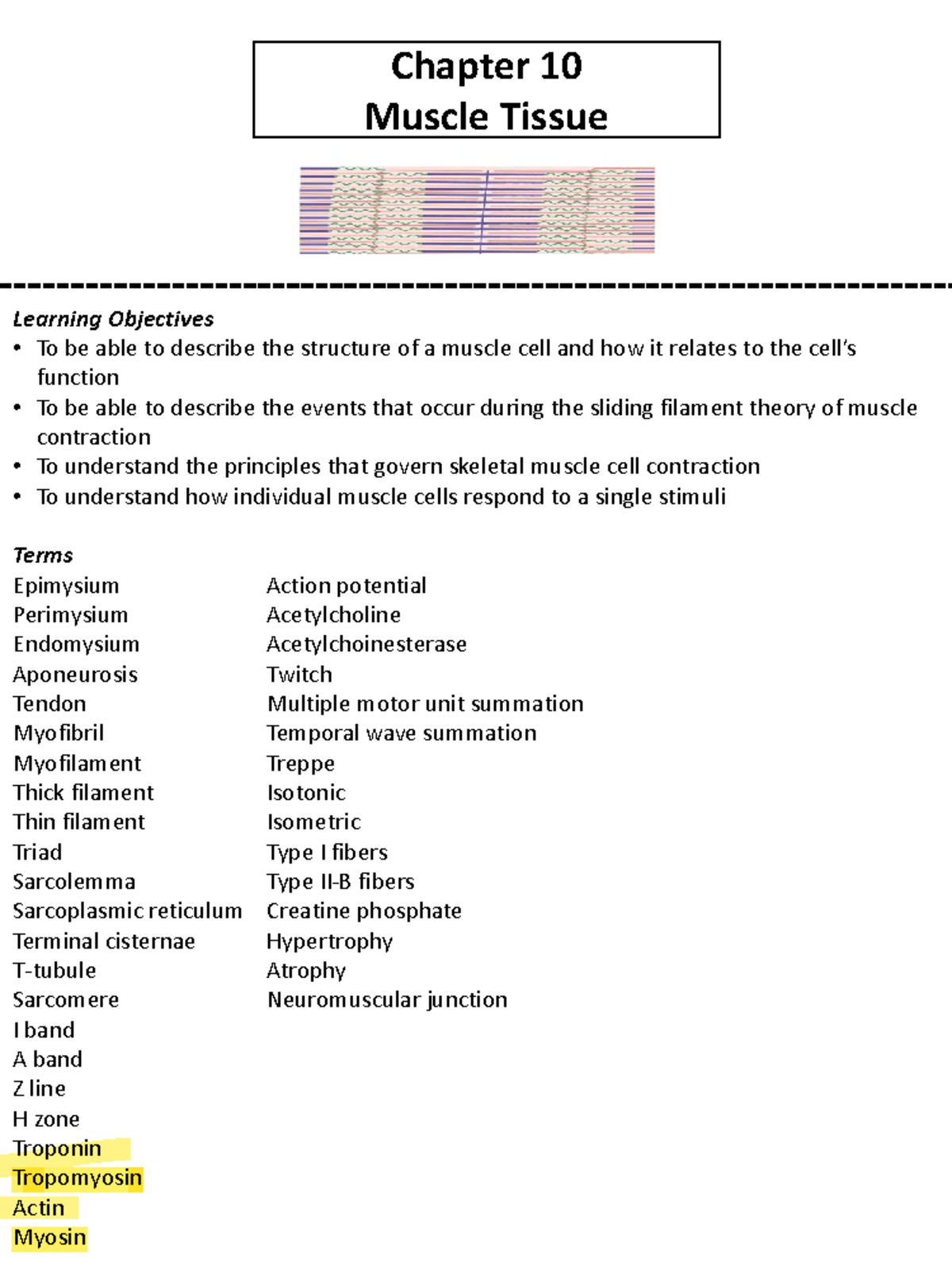 Chapter 10 - Chapter 10 Muscle Tissue Learning Objectives • To Be Able ...