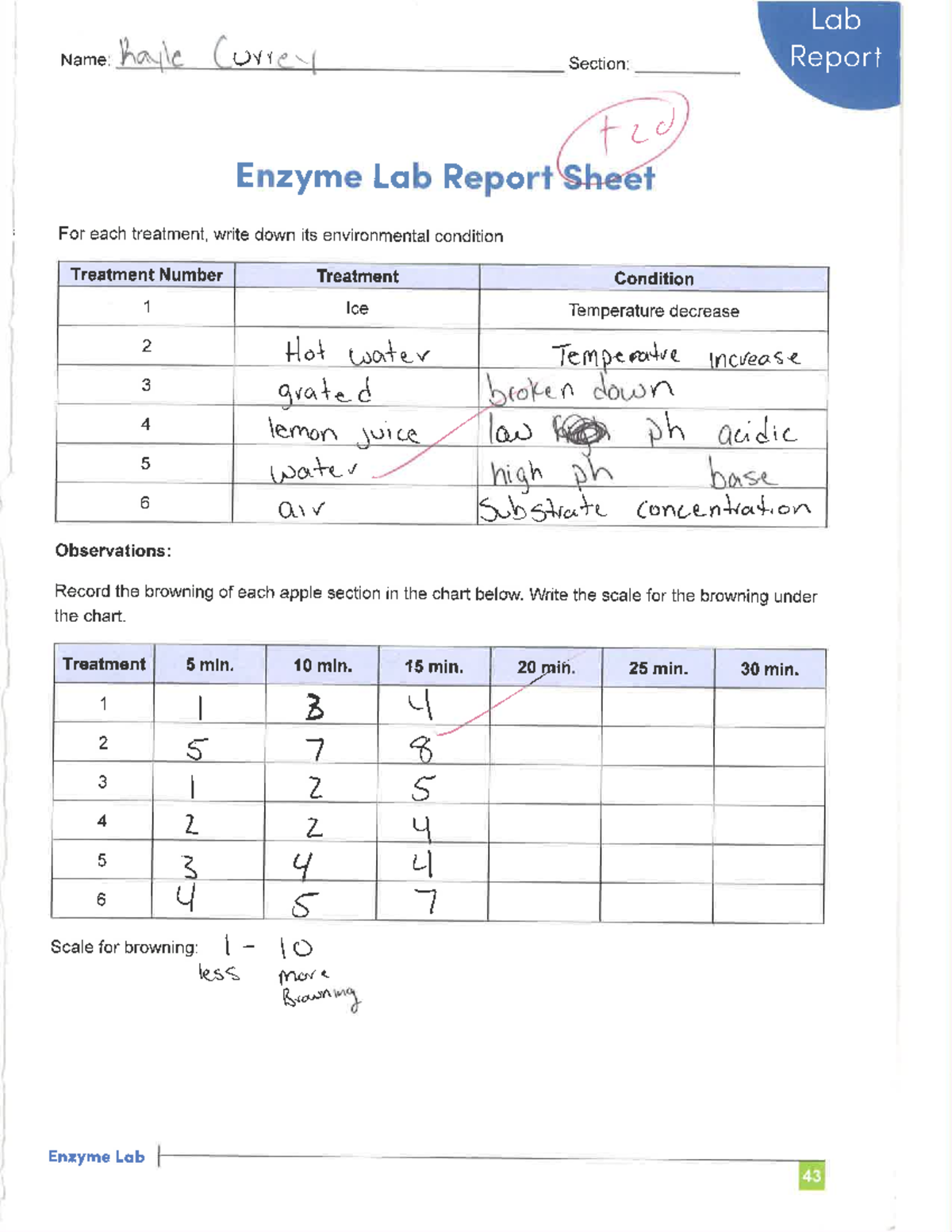 BSC2010 C Enzyme Lab - BSC 2010C - Studocu