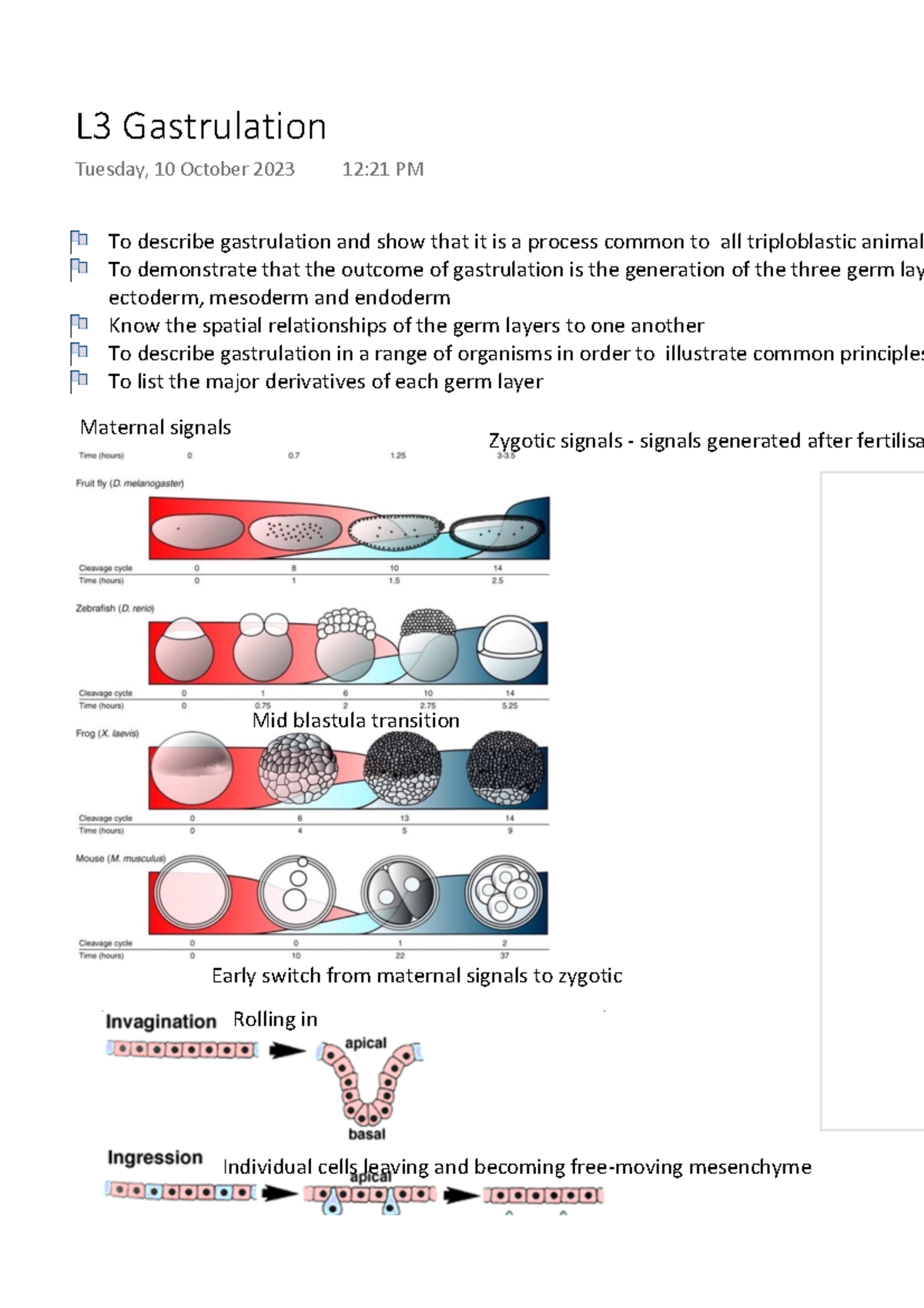 L3 Gastrulation - Lecture notes - To describe gastrulation and show ...