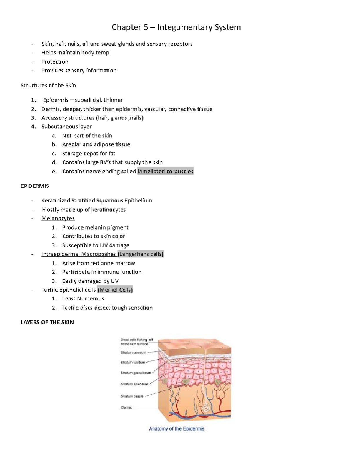 Bio235 Typed Notes Chapter 5 - Chapter 5 – Integumentary System Skin ...