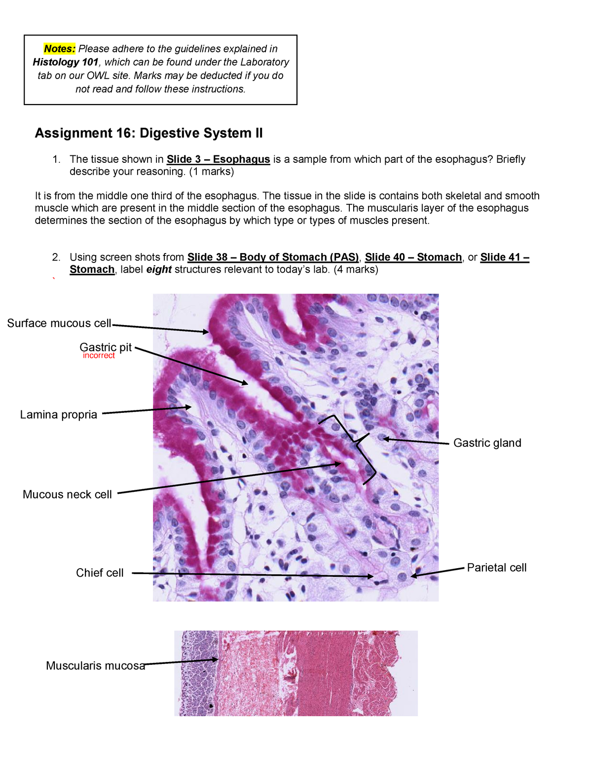 Lab Assignment 16: Digestive System 2 - Mammalian Histology - StuDocu