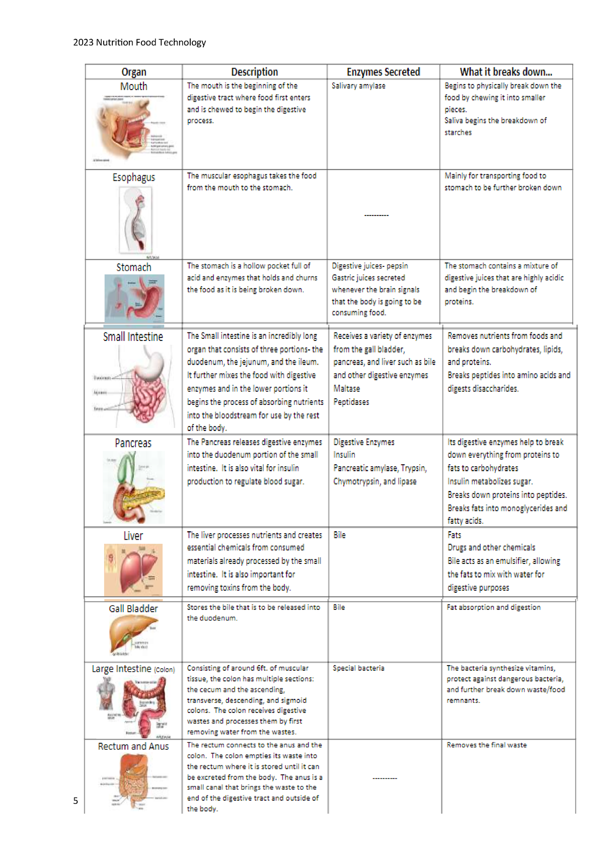 Digestion table - Studocu