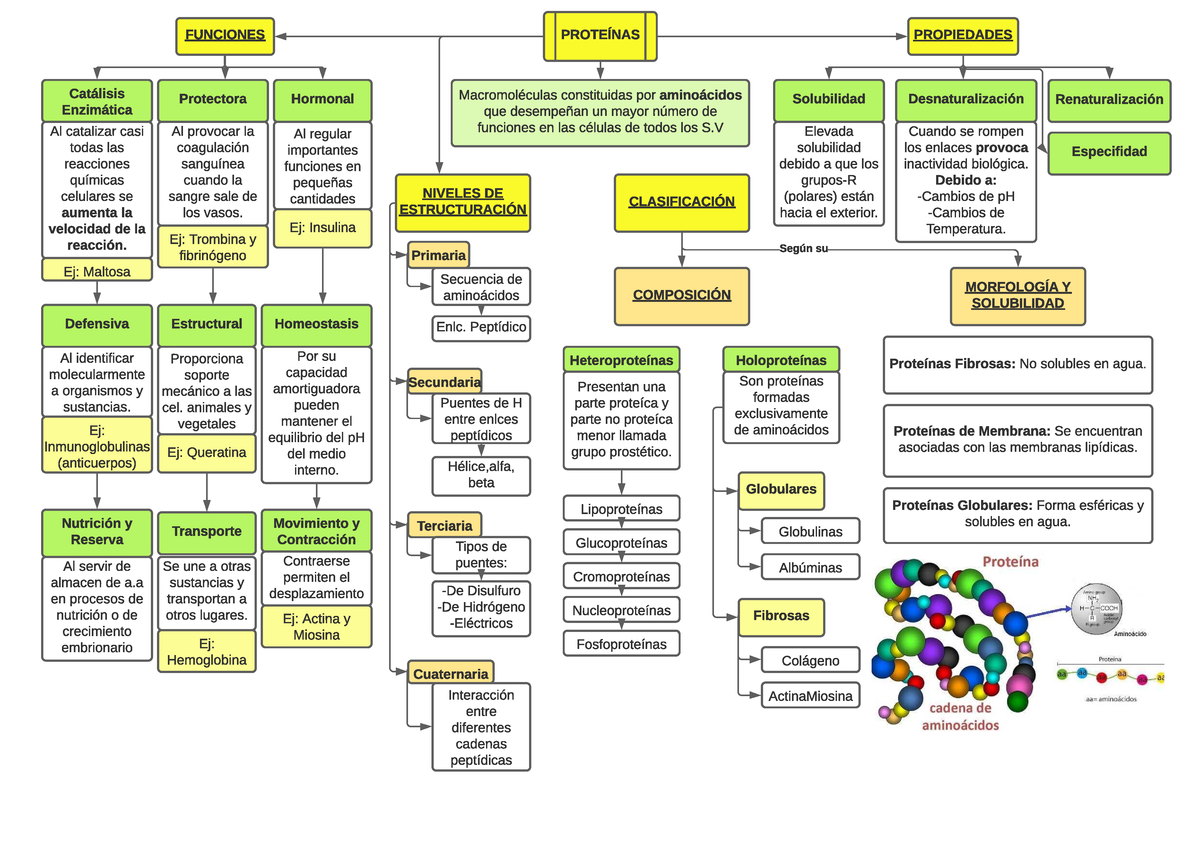 Mapa Conceptual Proteinas Funciones ProteÍnas Catálisis Enzimática Al Catalizar Casi Todas Las 9748