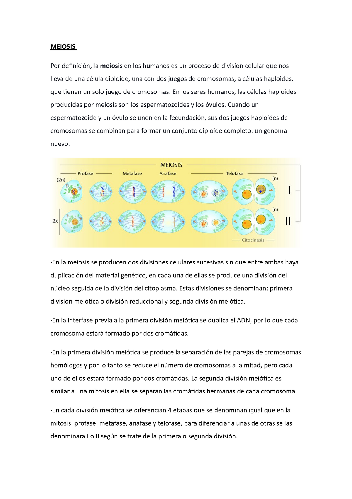 Resumen de las fases de la Meiosis y su importancia . - MEIOSIS Por  definición, la meiosis en los - Studocu