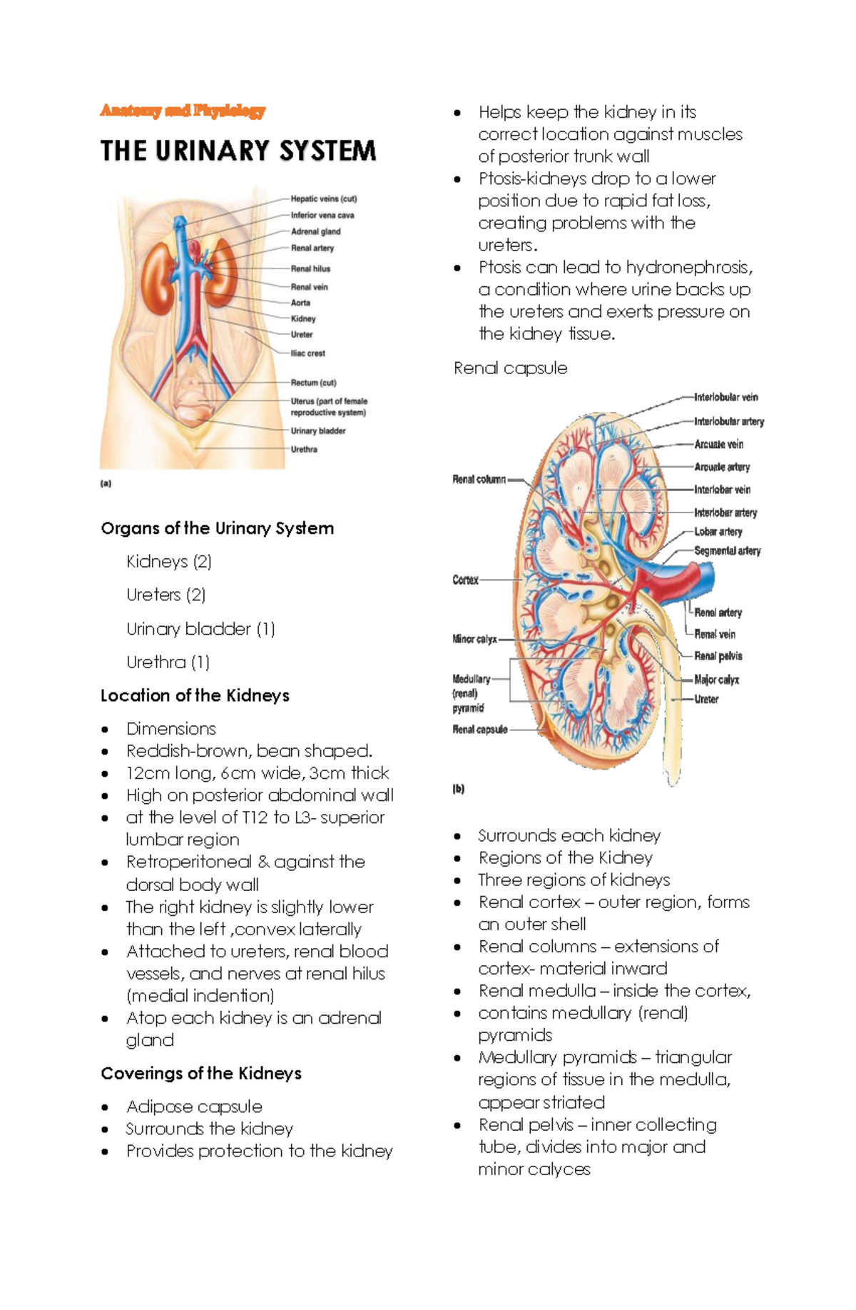 Anatomy and Physiology - The Urinary System - THE URINARY SYSTEM Organs ...