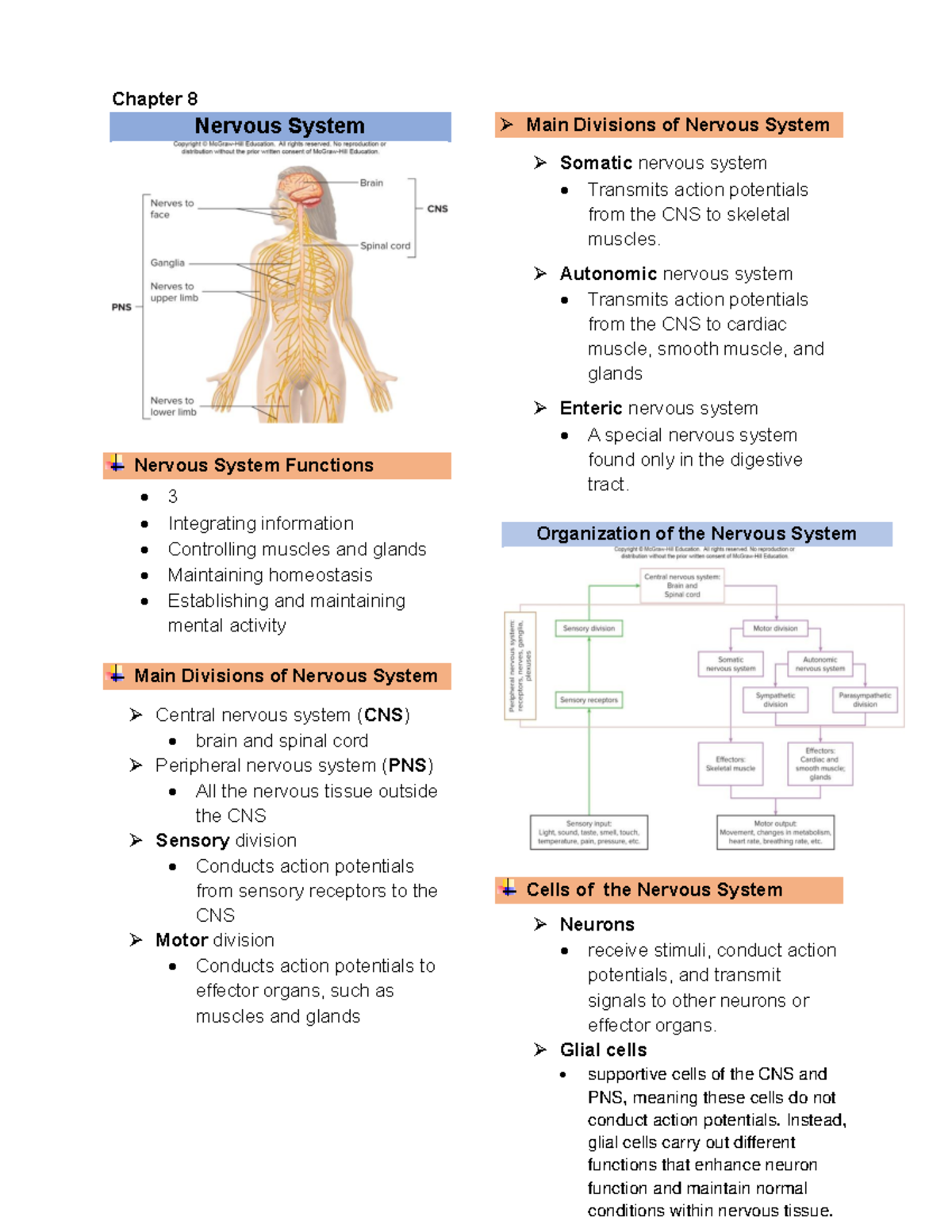 Nervous System ( Anatomy And Physiology ) - Chapter 8 Nervous System ...