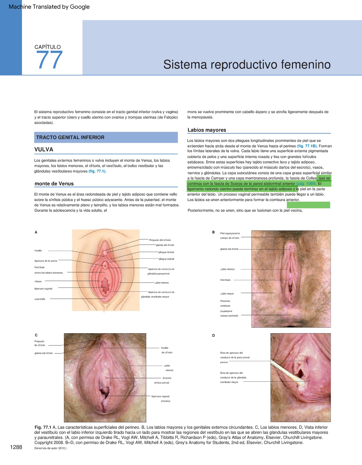 Grays Anatomy 41st Edition (3) (1) - VULVA 1288 77 C D BA Sistema  reproductivo femenino Piel - Studocu