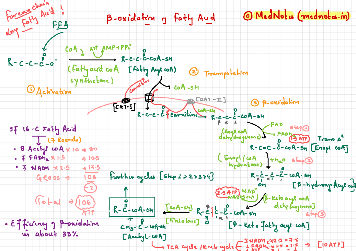 Beta Oxidation - Lecture notes - Fortuyn !'d! p oxidation , fatty And ② ...