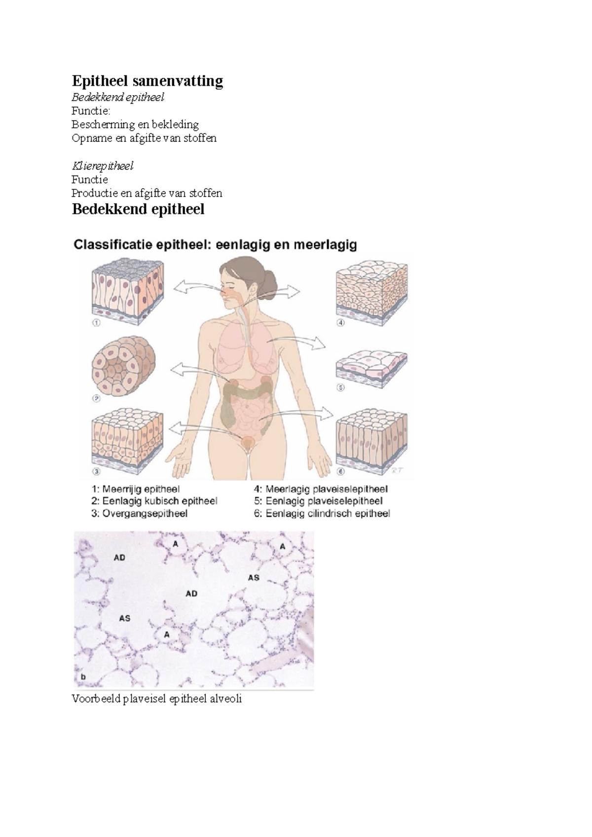 Epitheel Hc Samenvatting Epitheel Samenvatting Bedekkend Epitheel Functie Bescherming En