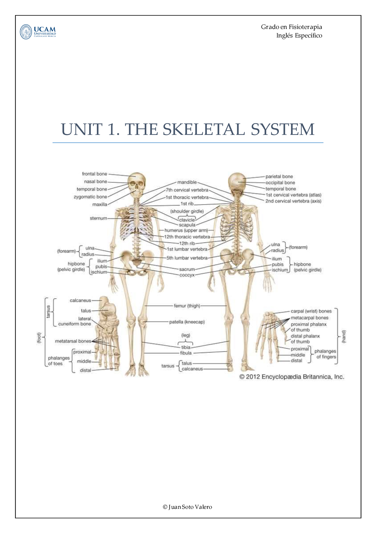 UNIT 1 THE Skeletal System 2021 2022 Ingl S Espec Fico UNIT 1 THE   Thumb 1200 1697 