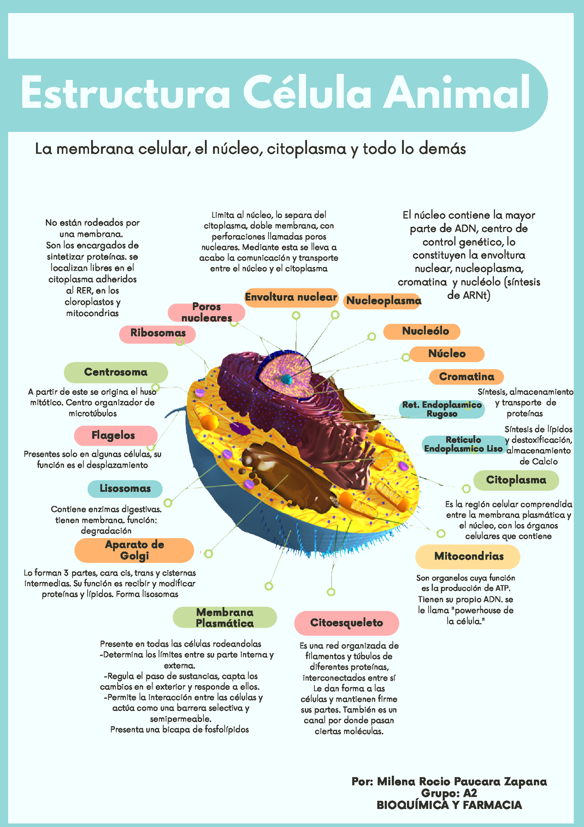 estructura y función de la célula animal