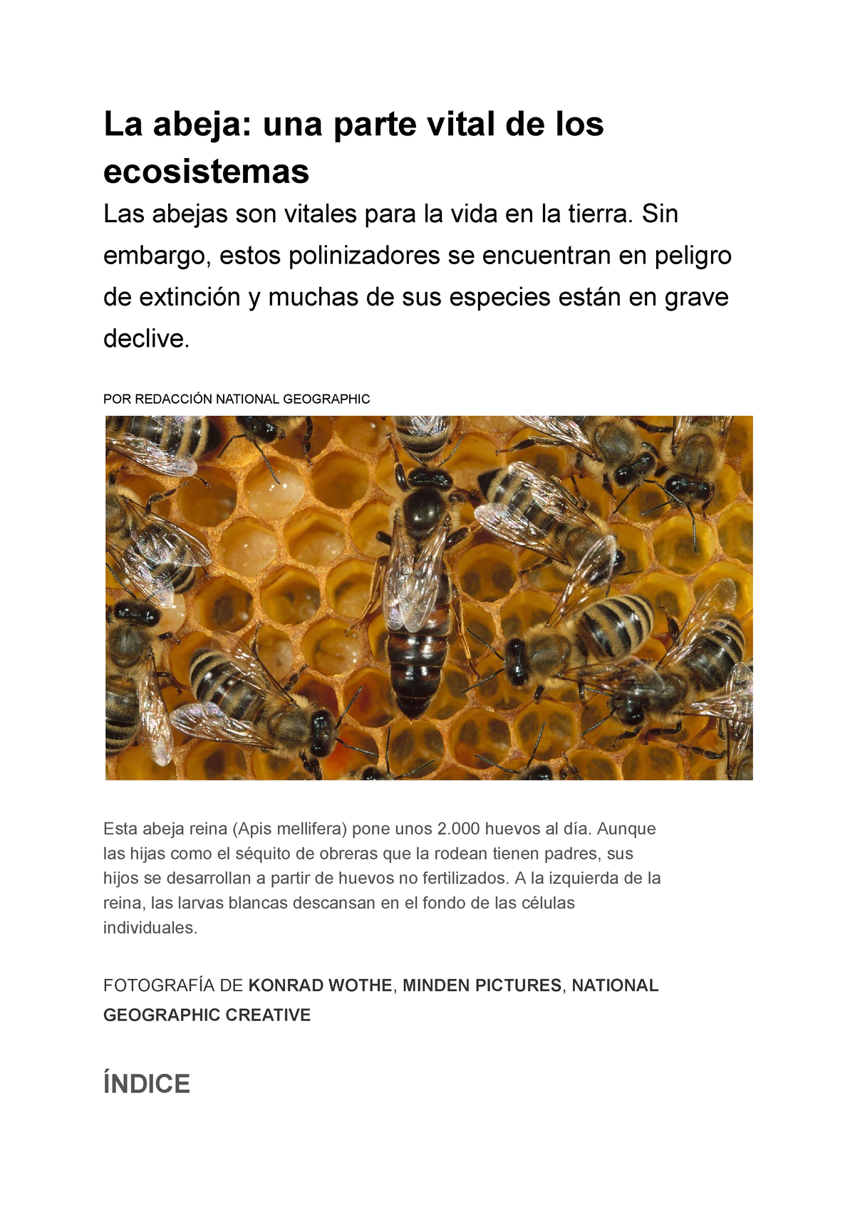 La abeja: una parte vital de los ecosistemas
