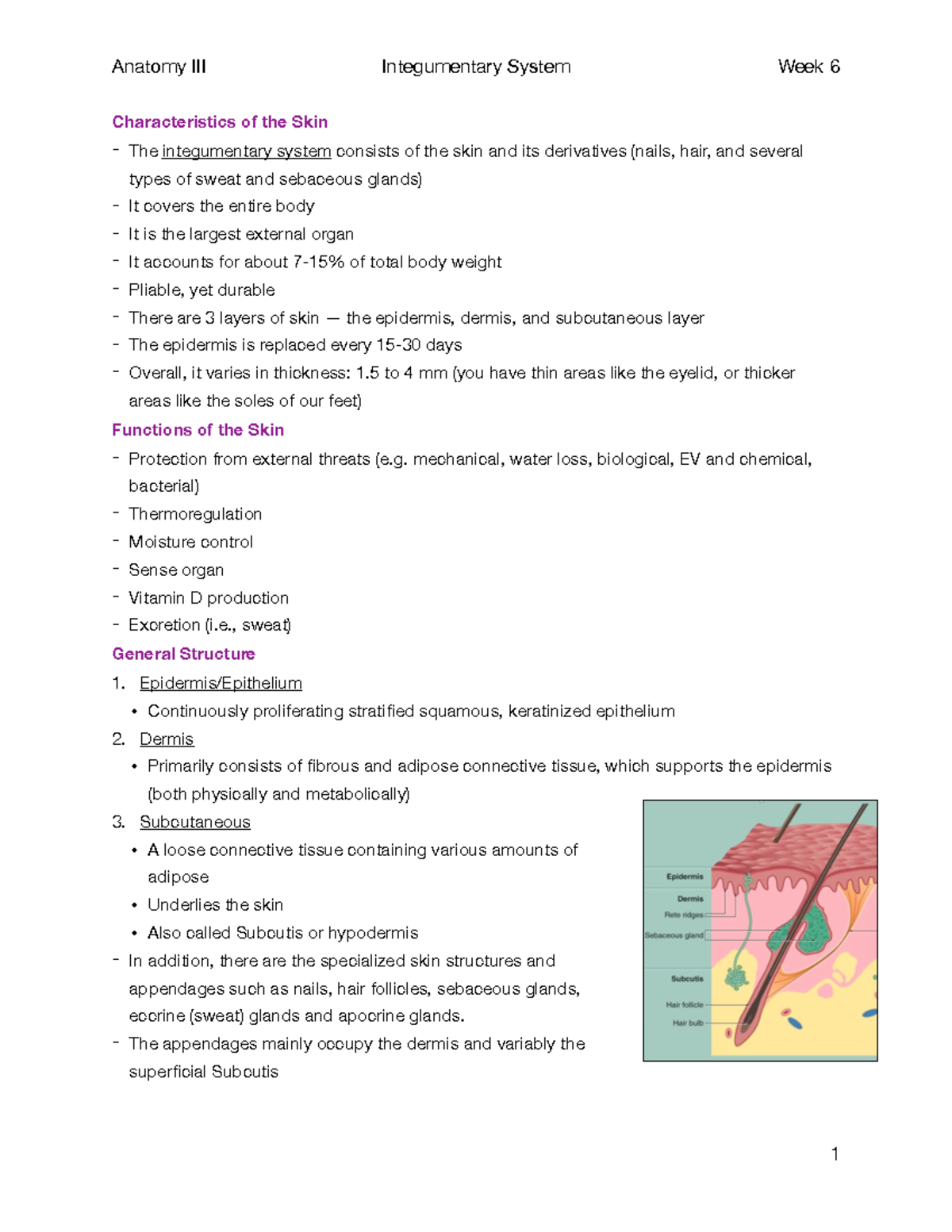 Anatomy 3; Week 6; Integumentary System - Characteristics of the Skin ...