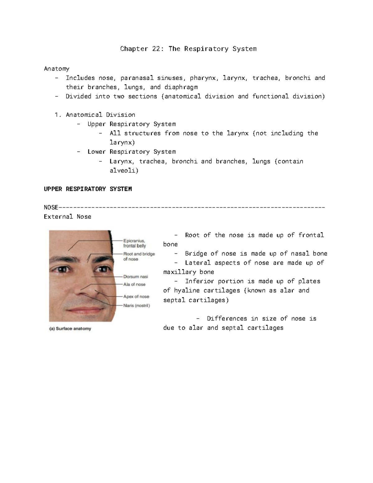 Chapter 22: The Respiratory System - Chapter 22: The Respiratory System ...