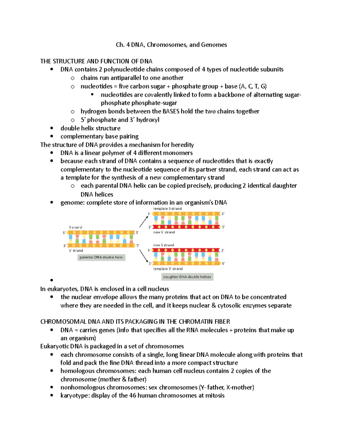 Ch. 4 DNA, Chromosomes, and Genomes - Ch. 4 DNA, Chromosomes, and ...