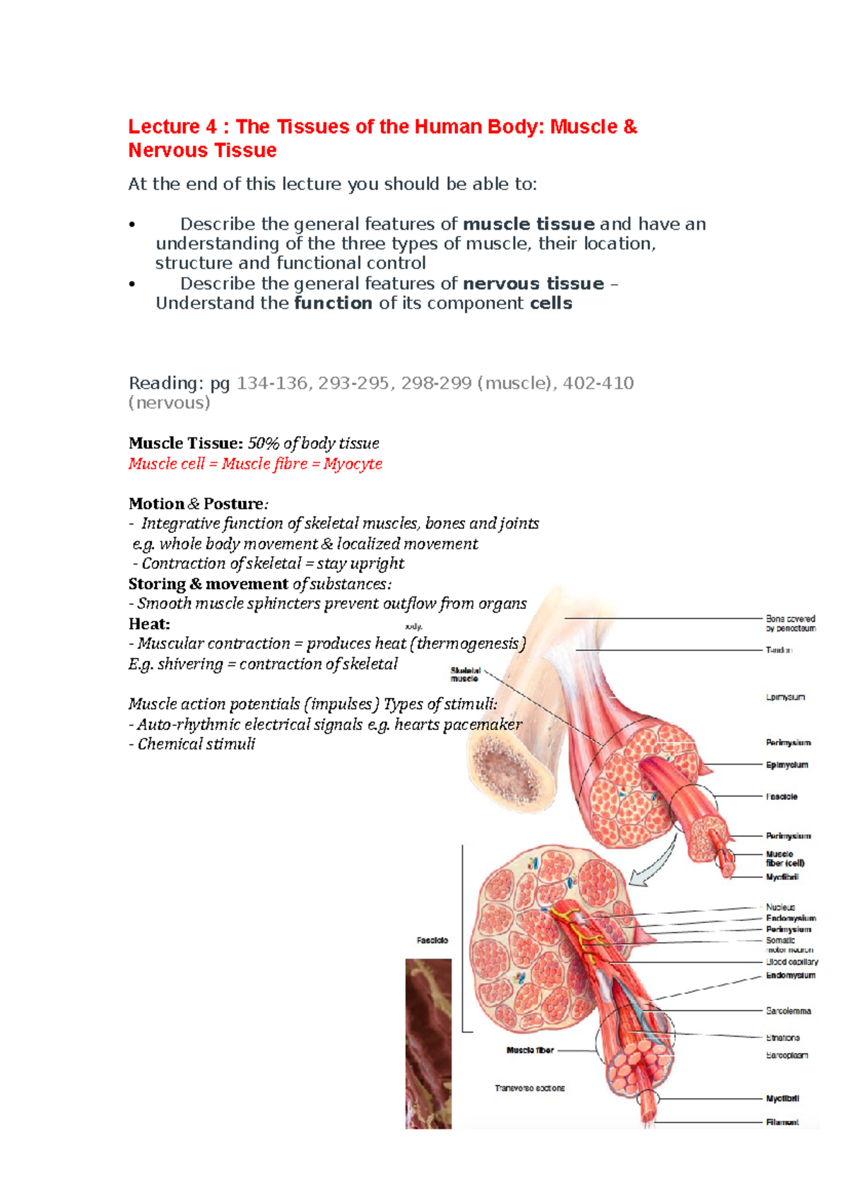 Lec 4 Muscle and Nervous tissue - Lecture 4 : The Tissues of the Human ...