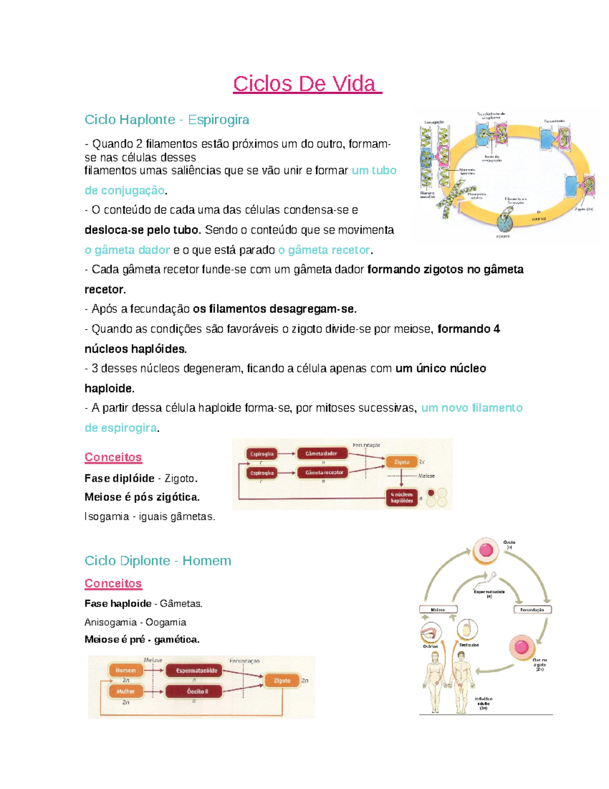 3.Ciclos de vida - dda - Ciclos De Vida Ciclo Haplonte - Espirogira ...