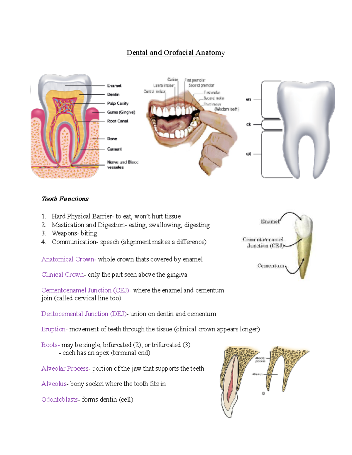 Dental And Orofacial Anatomy - .. “intercuspation” (like A Puzzle ...