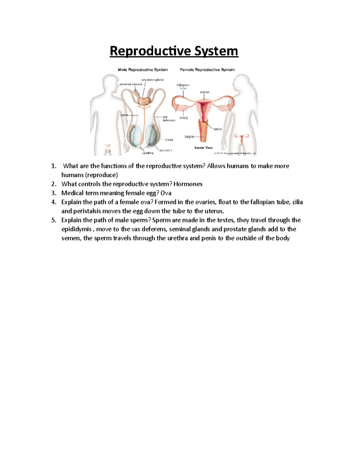 Reproductive system study guide-1 - Reproductive System What are the ...