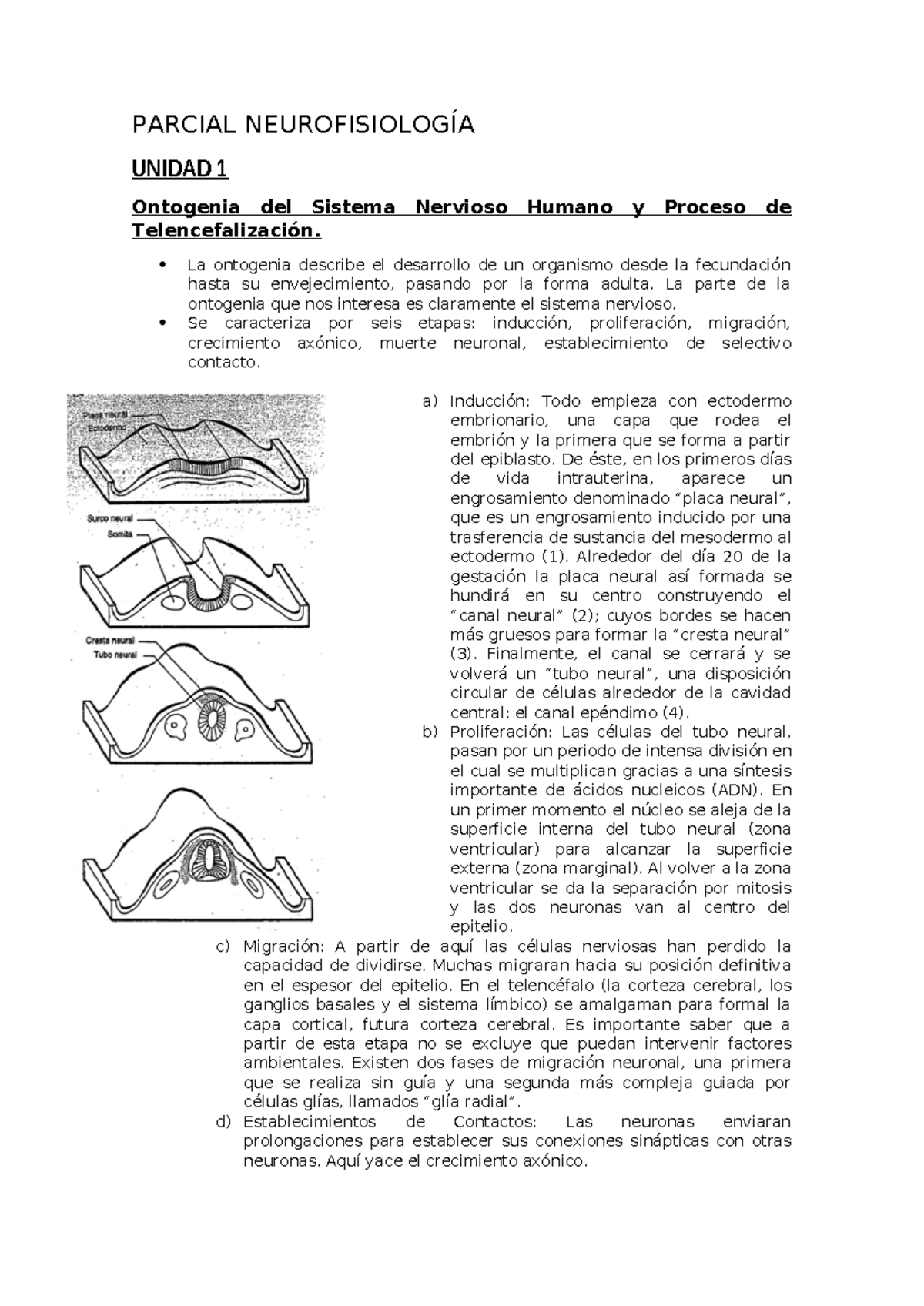 Parcial Neurofisiologia - PARCIAL NEUROFISIOLOGÍA UNIDAD 1 Ontogenia ...