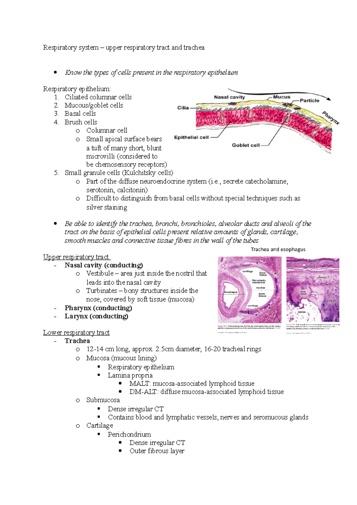 Respiratory system - Histology notes - Respiratory system – upper ...