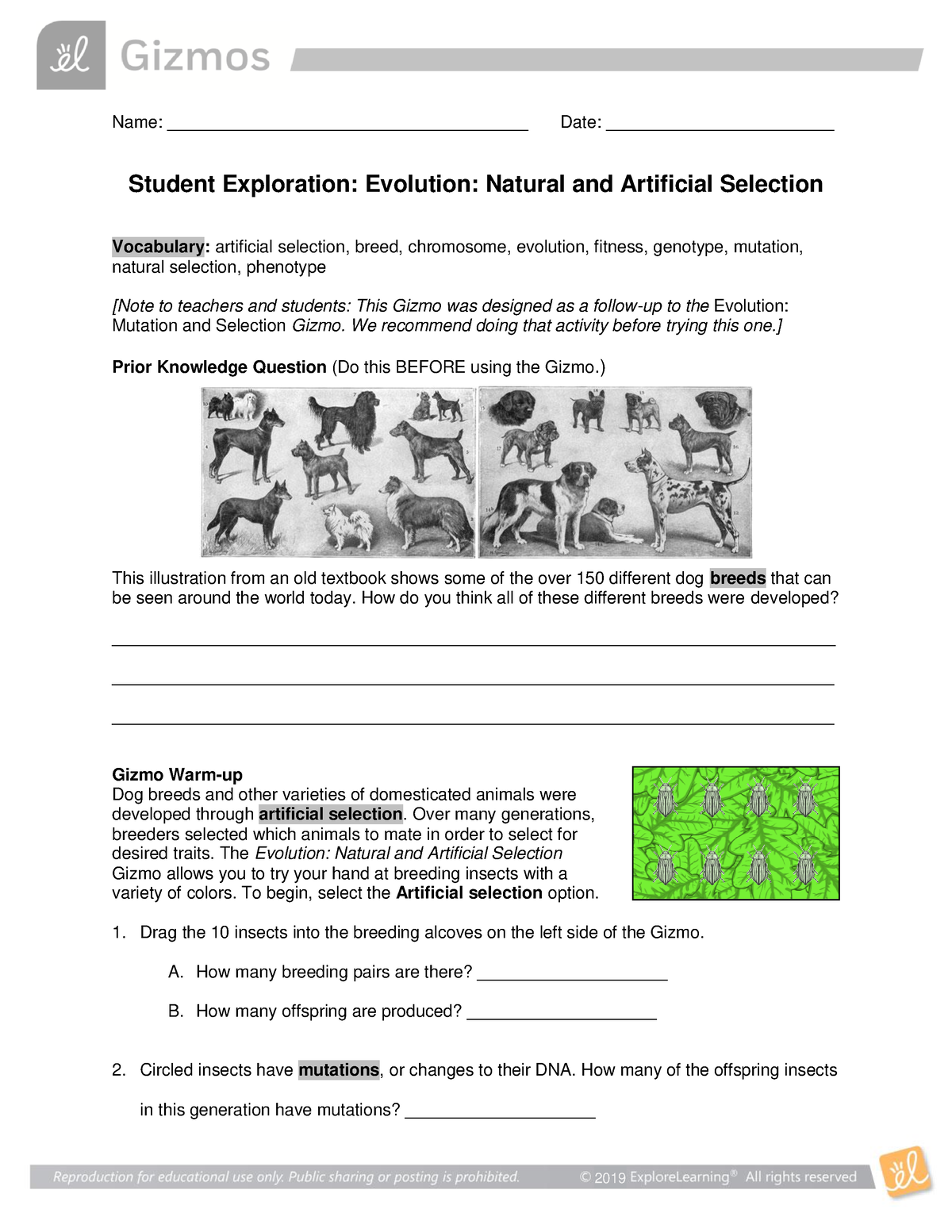 gizmo-evolution-natural-and-artificial-selection-name