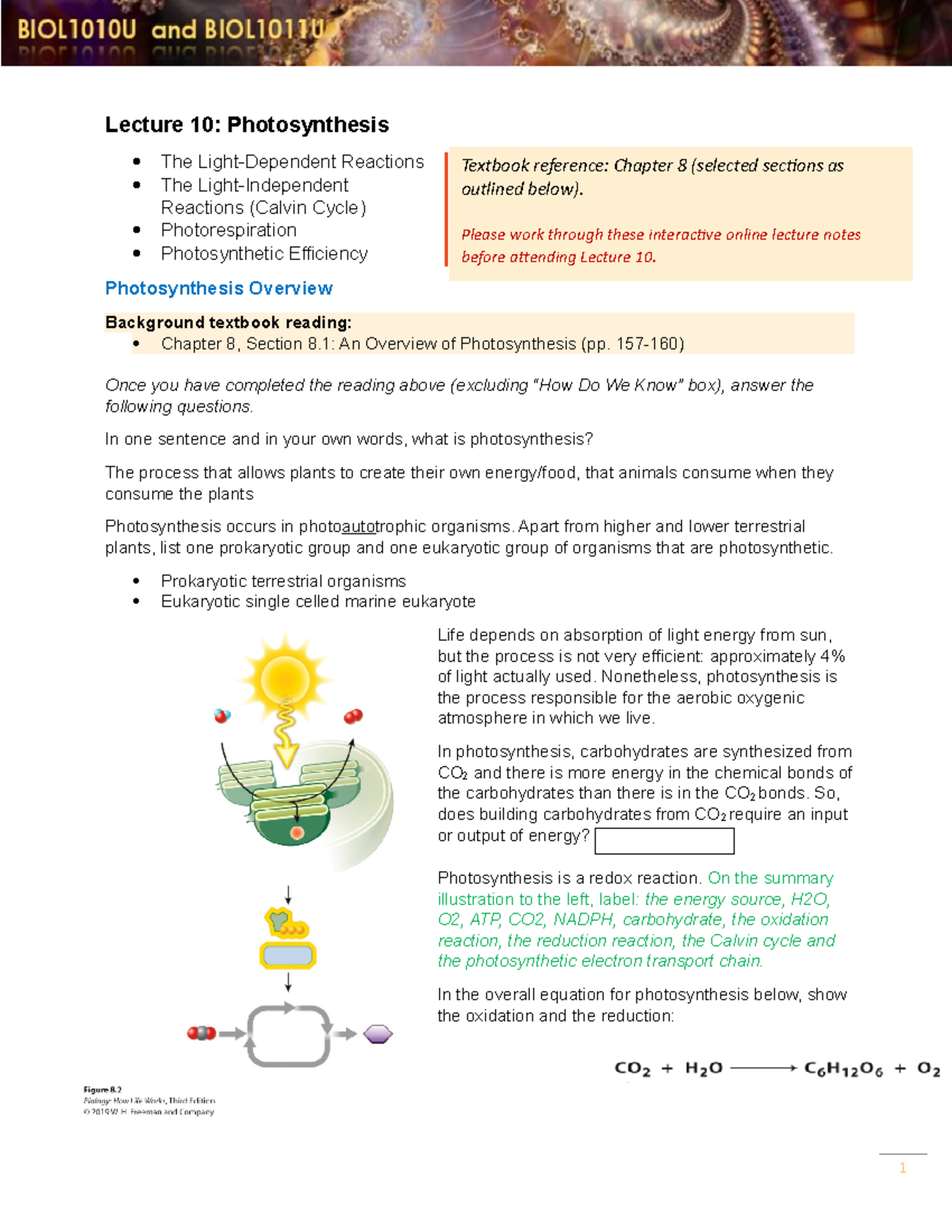 L10 Photosynthesis interactive notes 2022 - Lecture 10: Photosynthesis ...